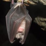 ВООЗ хоче вивчити печери кажанів в Китаї ВООЗ хоче вивчити печери кажанів в Китаї