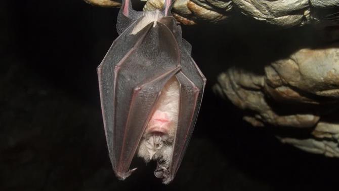 исследования ВОЗ