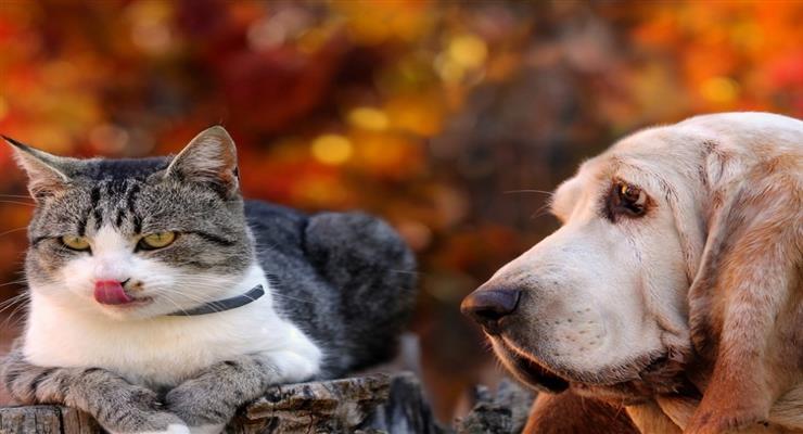 перевірка кішок і собак на коронавірус