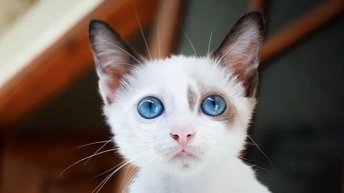 котенок вместо адвоката