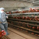 Пташиний грип підняв ціни на яйця в Польщі Пташиний грип підняв ціни на яйця в Польщі