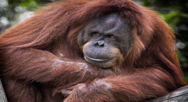 вакцинация обезьян