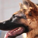 Собаки Байдена повернуті додому Собаки Байдена повернуті додому