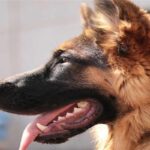 Полицейские собаки в Латинской Америке скоро присоединятся к борьбе с COVID-19 Полицейские собаки в Латинской Америке скоро присоединятся к борьбе с COVID-19