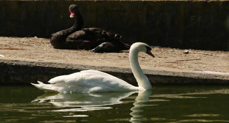 лебедь стучится в двери людей
