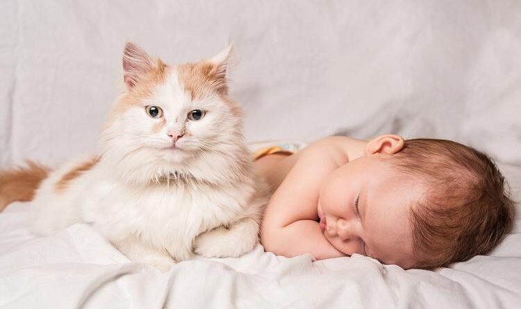 кошка спасла жизнь ребенку