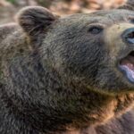 Напад ведмедя-вбивці