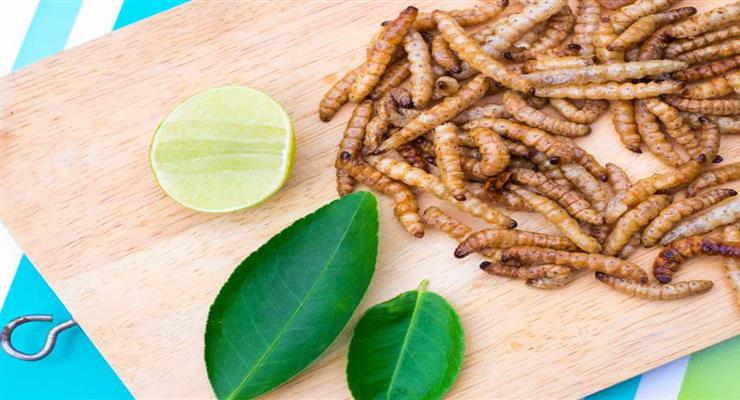 борошняний черв'як стане продуктом харчування