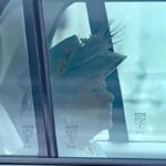 Королева Британии: мы принимаем законы о борьбе с враждебной иностранной деятельностью