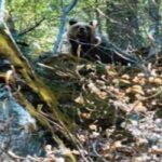 У жінки зламаний таз і рани на обличчі після нападу ведмедя в Іспанії