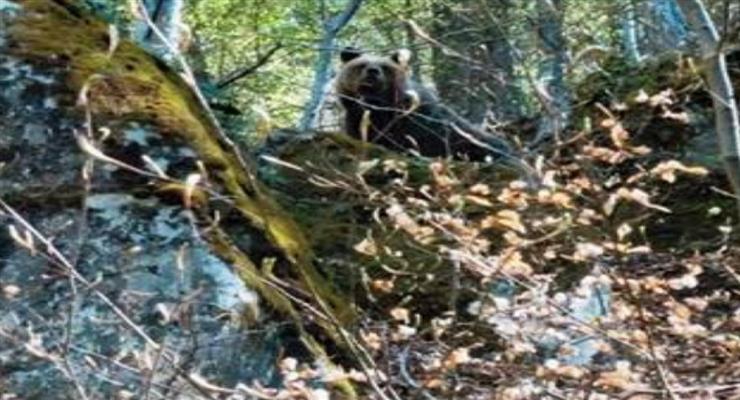 напад ведмедя на жінку