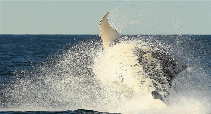 кит збагатив моряків