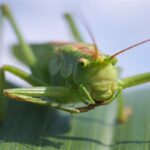 Через глобальне потепління: комахи мігрують до більш холодних регіонів і загрожують посівам Через глобальне потепління: комахи мігрують до більш холодних регіонів і загрожують посівам