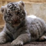 В зоопарке Гаваны появился белый тигр