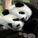 Гигантские панды больше не находятся под угрозой исчезновения, но по-прежнему уязвимы