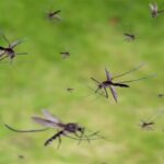 Комары становятся более опасными из-за глобального потепления
