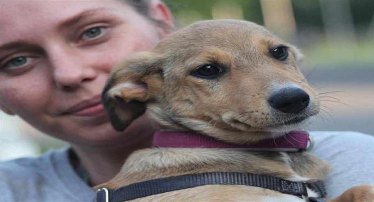 запрет на ввоз собак