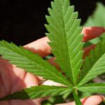 В Германии каннабис уже продается в аптеках В Германии каннабис уже продается в аптеках