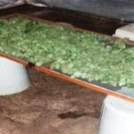 Уряд Македонії розглядає можливість легалізації експорту марихуани Уряд Македонії розглядає можливість легалізації експорту марихуани