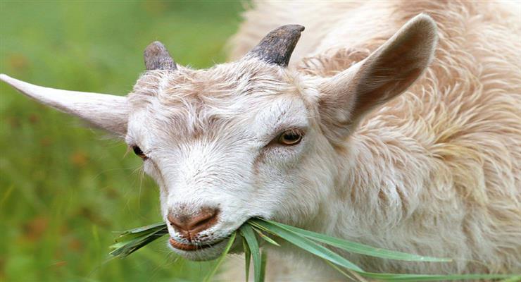 кіз доставили на Манхеттен для боротьби з бур'яном