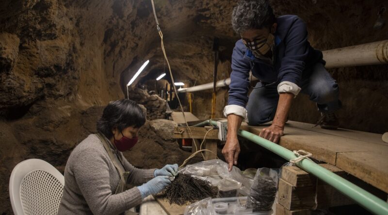 букети віком понад 1800 років знайшли в Мексиці