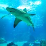 Акула разорвала серфера у берегов Австралии Акула разорвала серфера у берегов Австралии