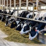 90% мировых сельскохозяйственных субсидий наносят вред людям и планете 90% мировых сельскохозяйственных субсидий наносят вред людям и планете