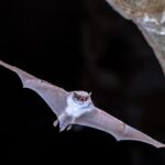 Дослідники кажанів шукають джерело COVID-19 в Камбоджі