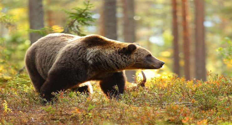 ведмідь змусив закрити популярний природний парк недалеко від Пріштіни