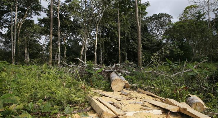 ЄС не імпортуватиме товари, виробництво яких знищує ліси