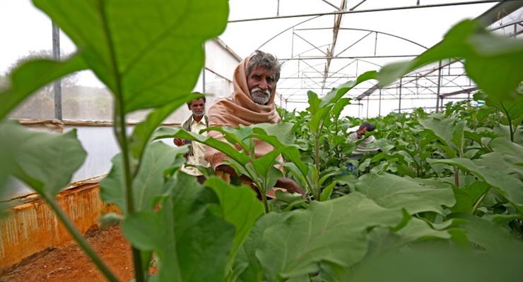 Влада Індії відмовилася від сільськогосподарських законів, що викликало однорічні протести