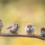 В Европе уже летают на 600 миллионов птиц меньше В Европе уже летают на 600 миллионов птиц меньше
