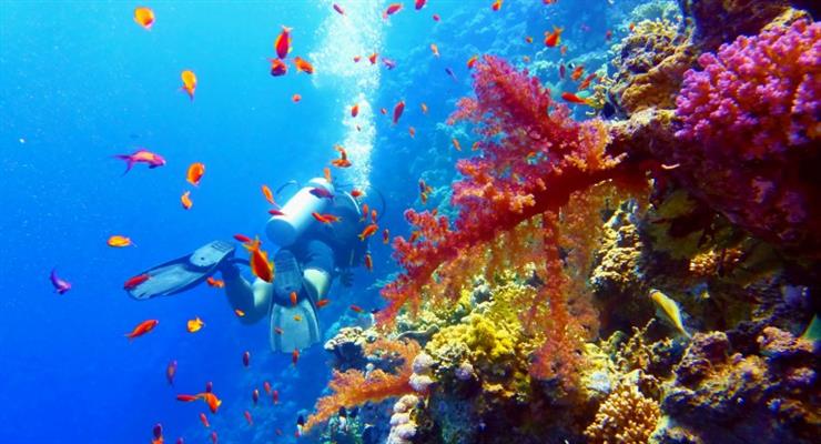 Великий Бар'єрний риф відновлюється після знебарвлення коралів