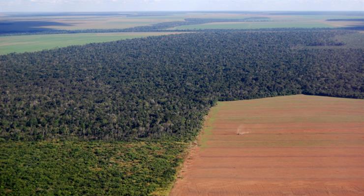 Вирубка лісів в Амазонії – найсильніша за 15 років