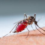 Різкий стрибок смертності від малярії через поширення COVID-19