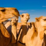 Верблюдам із ботоксом заборонили брати участь у конкурсі краси в Саудівській Аравії