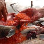 Перед Новым годом в России дорожает красная икра