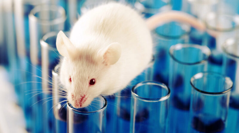 Китайські вчені: Омікрон, ймовірно, походить від мишей