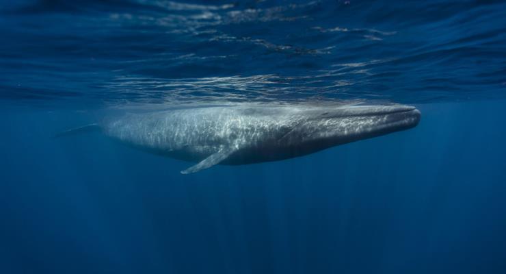 Ісландія забороняє китобійний промисел з 2024 року