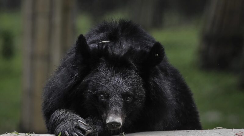 Величезний чорний ведмідь проникає в будинки в США