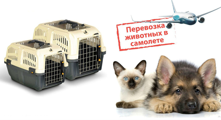 реревезення тварин в літаку